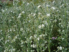 cryptantha intermedia